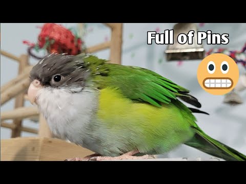 Parakeet Head full of Pins #shorts