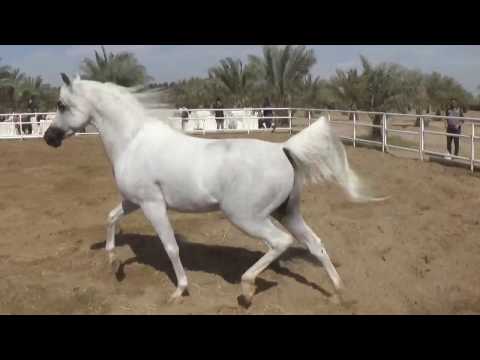 Al Khashab Open House FEB 2017 03