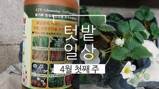 텃밭일상. 옥수수,단호박 씨앗 발아, 상추,케일 솎아내기, 청겨자,딸기 모종심기, 방울토마토 착과제, 퇴비 …