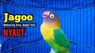 Download lagu Berawal Fighter NGETIK TAJAM Lanjut Ngekek Panjang, Suara Lovebird Gacor JAGONYA Memancing BUNYI mp3 Download lagu Berawal Fighter NGETIK TAJAM Lanjut Ngekek Panjang, Suara Lovebird Gacor JAGONYA Memancing BUNYI mp3