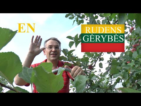 LITHUANIAN LESSON 168 - HARVEST - RUDENS GĖRYBĖS