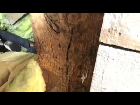 Termites head up to attic in Spring Lake, NJ