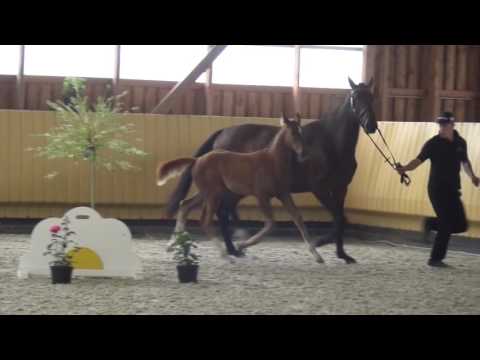 Belissimo M-Desperados filly * 04/ 2016 for sale