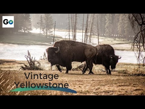 Vintage Yellowstone: The World's First National Park - Full Vintage Documentary