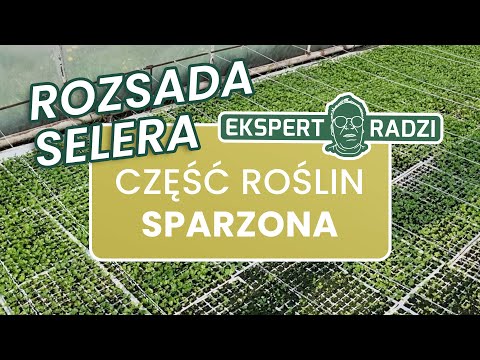 Część roślin w tunelu z rozsadą selera została sparzona - Piotr Borczyński