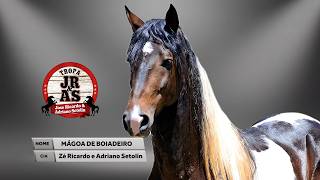 MÁGOA DE BOIADEIRO (Cia. JR/AS) - MELHOR ANIMAL / Rodeio de RIO VERDE 2026