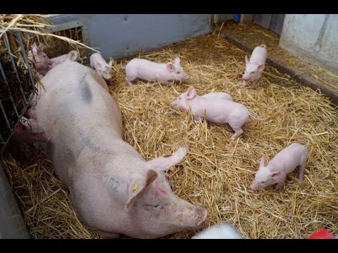 WEDA Be.Well: Sauenhaltung auf Bioland-Basis