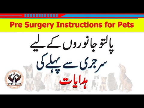 Pre Surgery Instructions for Pets.