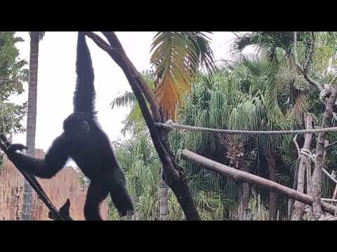 Close Up of Gibbon Monkeys Getting Super Loud at the Bali Zoo