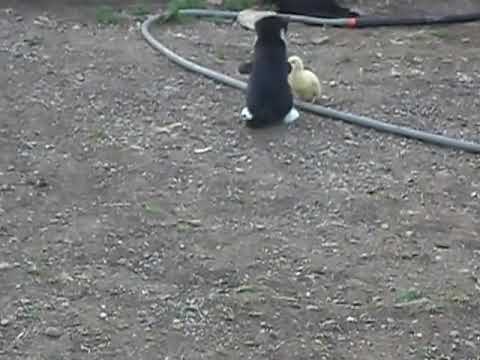 Much sadi9 lbata dahk Maroc