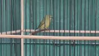 Download lagu Pleci nembak ciblek rapat sejalur #plecinyasultan mp3