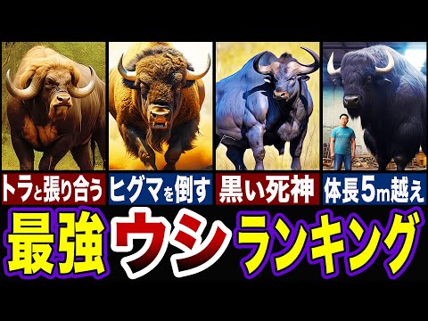 ヨーロッパバイソン (Bison bonasus)