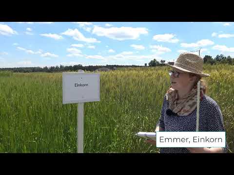 Pflanzenbau Aktuell - Öko Feldtag 2020 - Emmer & Einkorn