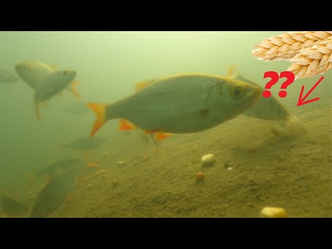 How eating fish corn and bread? CAMERA ON THE BOTTOM / UNDERWATER VIDEOS FISHING 2022