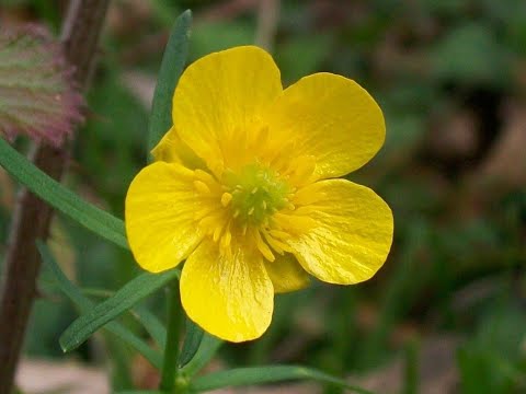 Build Me Up, Buttercup