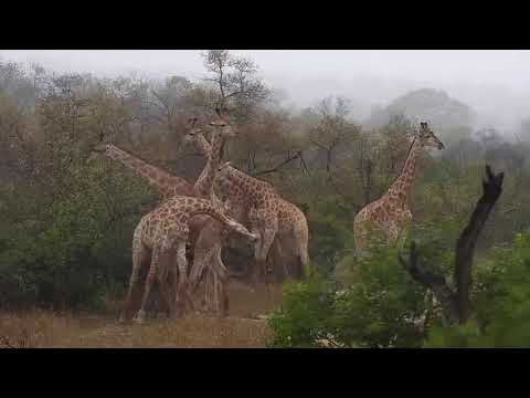 Djuma: Large Giraffe group-they run off at the end - 10/05/20