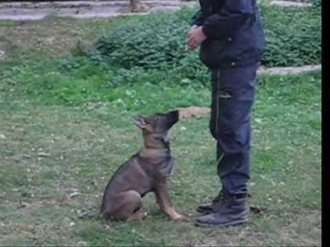 Casper z Jukasu - obedience - 3 months