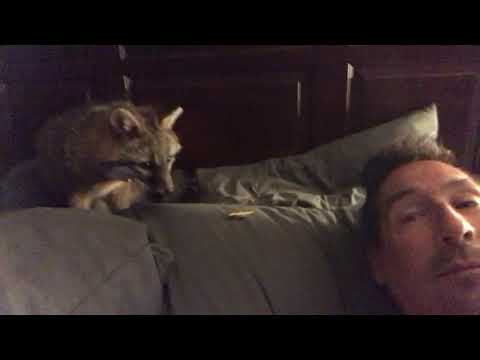 Fox alarm clock. Turn up volume for fox noises.