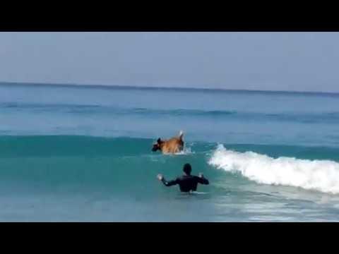 DogSurfing on Argaman Beach, Netanya, Israel