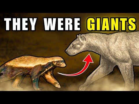 The Historic Reason Honey Badgers Don’t Give a Sh*t