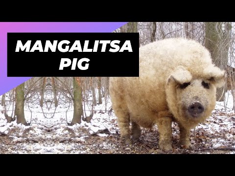 , title : 'Mangalitsa Pig 🐷 One Unique Animal You Have Never Seen #shorts'