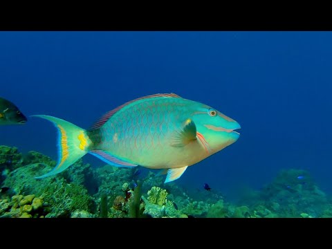 Bonaire 2 - scuba diving video