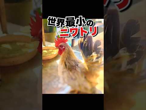ニワトリ数と超数 - 定義