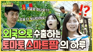 한국에서 자란 토마토가 해외로 판매된다고요!? 자랑스런 수출농장을 찾아가다! | 하루농촌체험단 9화