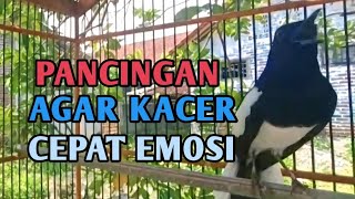 Download lagu Pancingan Emosi kacer lambat panas#kacergacor mp3 Download lagu Pancingan Emosi kacer lambat panas#kacergacor mp3