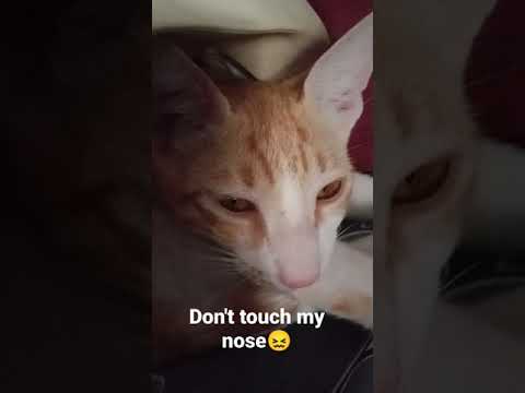 Don't touch my nose,😅😖😻#short