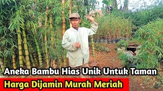 Download lagu Jual Aneka Bambu Hias Murah Meriah Untuk Pembuatan Taman Outdoor mp3