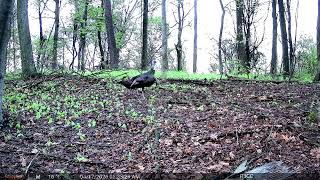 The MOST Gobbles Ever on Camera: Trail Cam HIGHLIGHTS 5.21.26