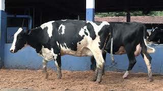 Vídeo 184 - 1ª ETAPA MEGA LIQUIDAÇÃO TOTAL AGROPECUÁRIA MARAJOARA - DIA 4 | GADO GIROLANDO E HOLANDÊS