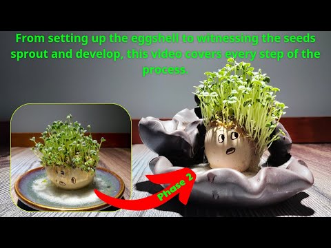 Growing Chia Seeds on an Egg: Chia Pet on an Eggs Shell