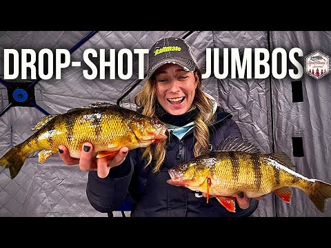 Ice Fishing for JUMBO PERCH!! (Drop-Shot Rig)