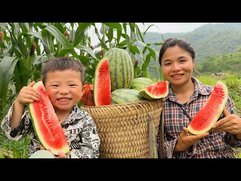 17-Year-Old Single Mother - Harvesting watermelon gardens and building bamboo fences for the farm