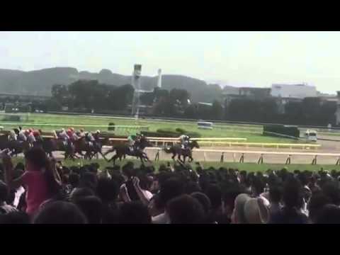 Majoremblem wins 2016 NHKmilecup(G1)