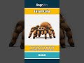 tarantula (noun) - definition and usage in English