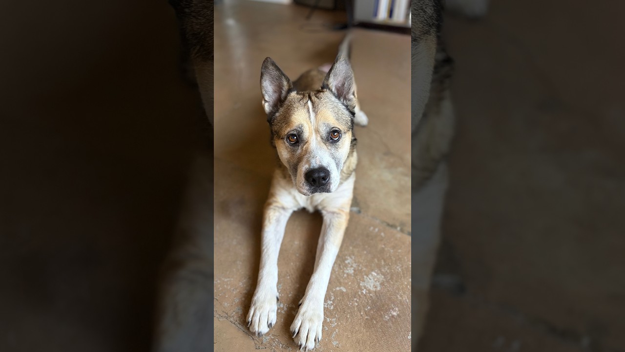 Enlarge ROSIE, a Adoptable mixed breed in Pasadena, CA video 5/5