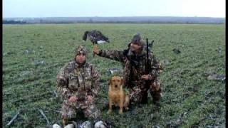 preview picture of video 'Specklebelly goose Hunting - Pomorie, Bulgaria'
