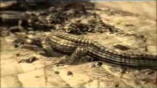 Cleopatra | History Adventure Game | FunStock