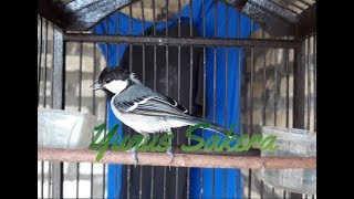 Download lagu GELATIK BATU BETINA GACOR UNTUK PANCING BUNYI DAN MASTERAN|| ISTIMEWA....!!! mp3