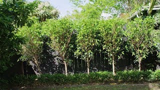 Youtube thumbnail for How to maintain your hedges