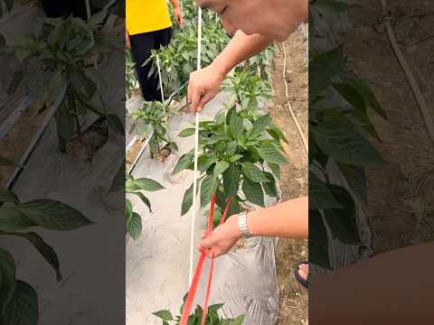 Best Chili Farming Technique to Increase Yield