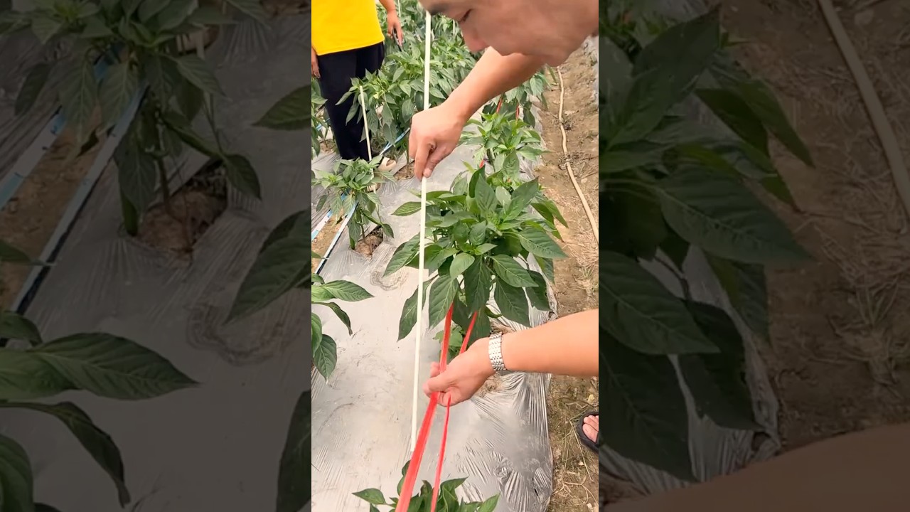 Best Chili Farming Technique to Increase Yield
