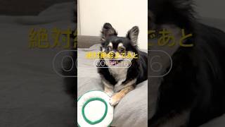 犬、絶対絶命。  #犬との暮らし #chihuahua #dog