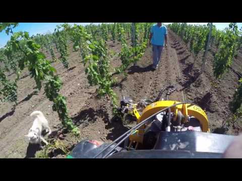 Orizzonti Orion interfilare su vigneto di 4 mesi. - Silvio Santoro