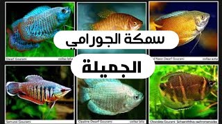 اعرف اكتر عن سمكة الجورامي