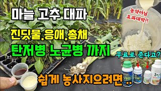 마늘고추오이 진딧물응애총채 흰가루병 탄저병까지 한방에 해결하는 규산황 나방진 사면 전착제 비티더블유를 드리는…