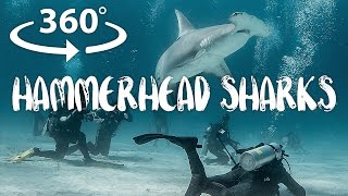 360 Camera Video /// Great Hammerhead Sharks of Bimini, Bahamas /// The Bucket List Family